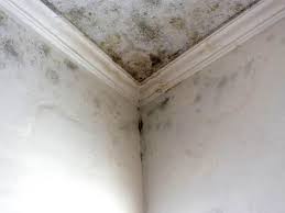 Environmental Consulting for Mold Prevention in Anderson, IN